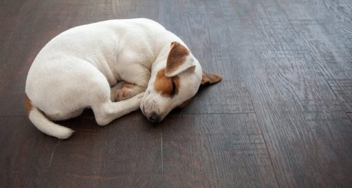 Hardwood floor in a pet-friendly home showing a durable surface for everyday life with dogs