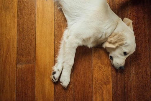 Puppy resting on hardwood floor at home showing a real everyday surface in a pet-friendly space