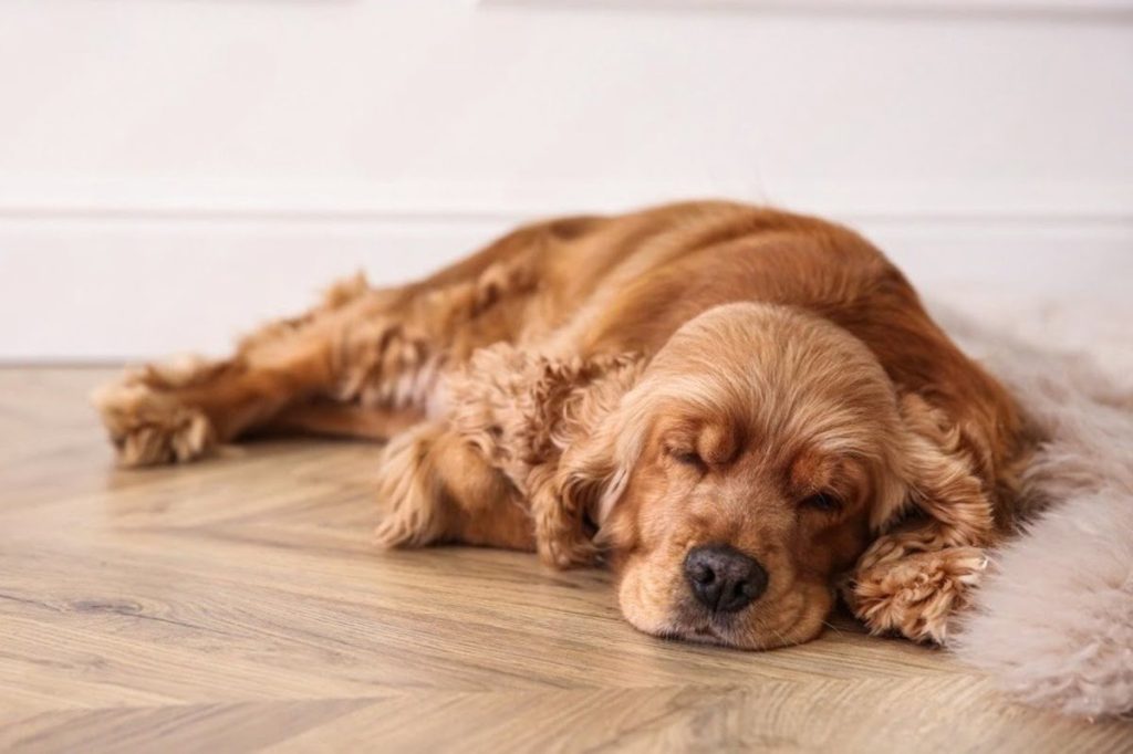Dog lying on hardwood floor with smooth finish and light wood grain in home interior