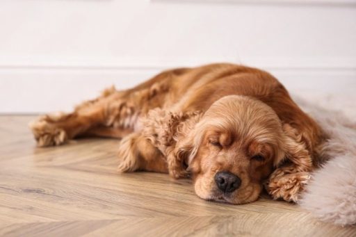 Dog lying on hardwood floor with smooth finish and light wood grain in home interior